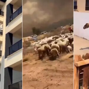 insanligimizdan utandik yanginda kacan coban ve koyunlari siteye alinmadi RzbqJ1en