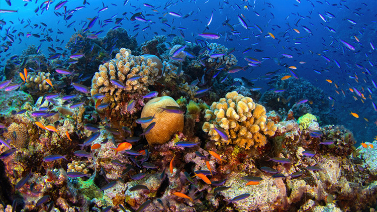 kuresel isinma mercan resifleri artik yasam desteklemiyor m3sf3uqP.jpg