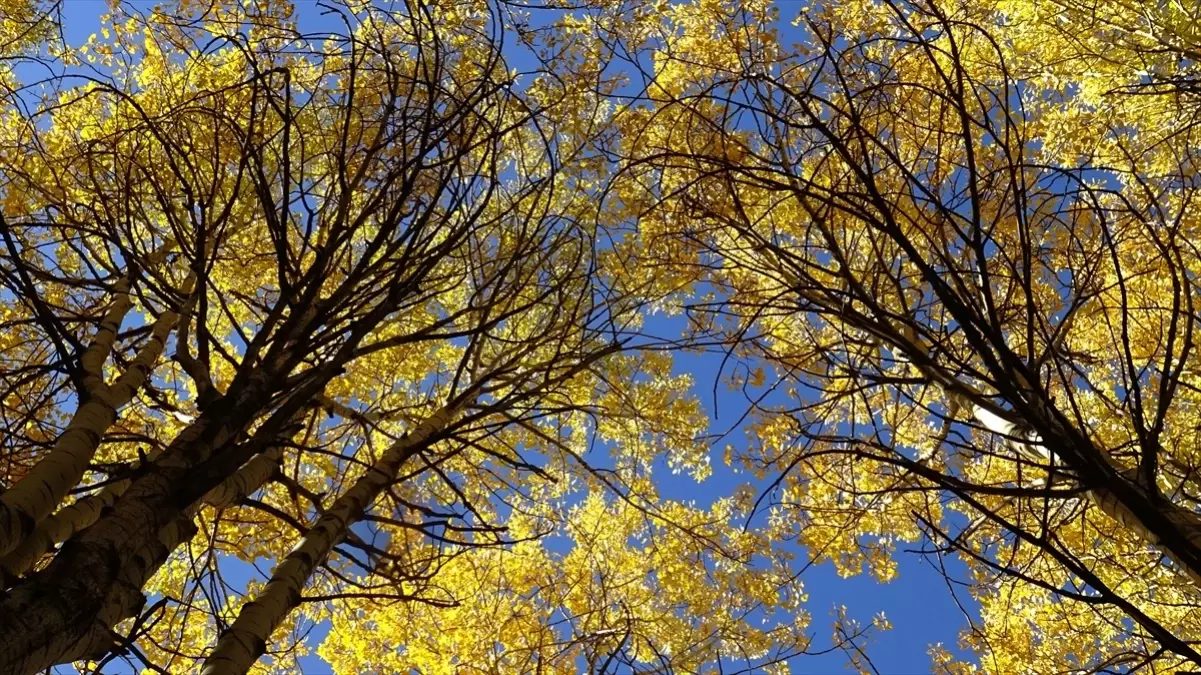 sonbahar renkleri sarikamista lclPSSMQ