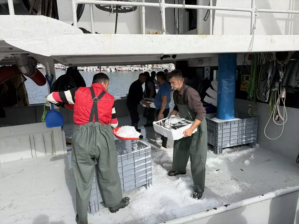 tekirdagli balikcilar istavritle dolu donuyor 2an6xN6g