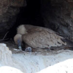 Dev yirticilar siraya girdi cehennem deresinde yavrularini boyle beslediler lmZltYmL